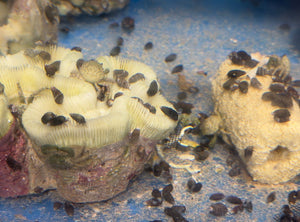 wholesale_coral - saltwater_fish saltwater_coral - rare corals - coralsdepot - Corals_Depot - live_corals - eye - catching - coral quality_marine_fish - quality - marine discoun