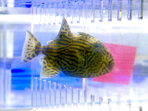 wholesale_coral - saltwater_fish saltwater_coral - rare corals - coralsdepot - Corals_Depot - live_corals - eye - catching - coral quality_marine_fish - quality - marine discoun