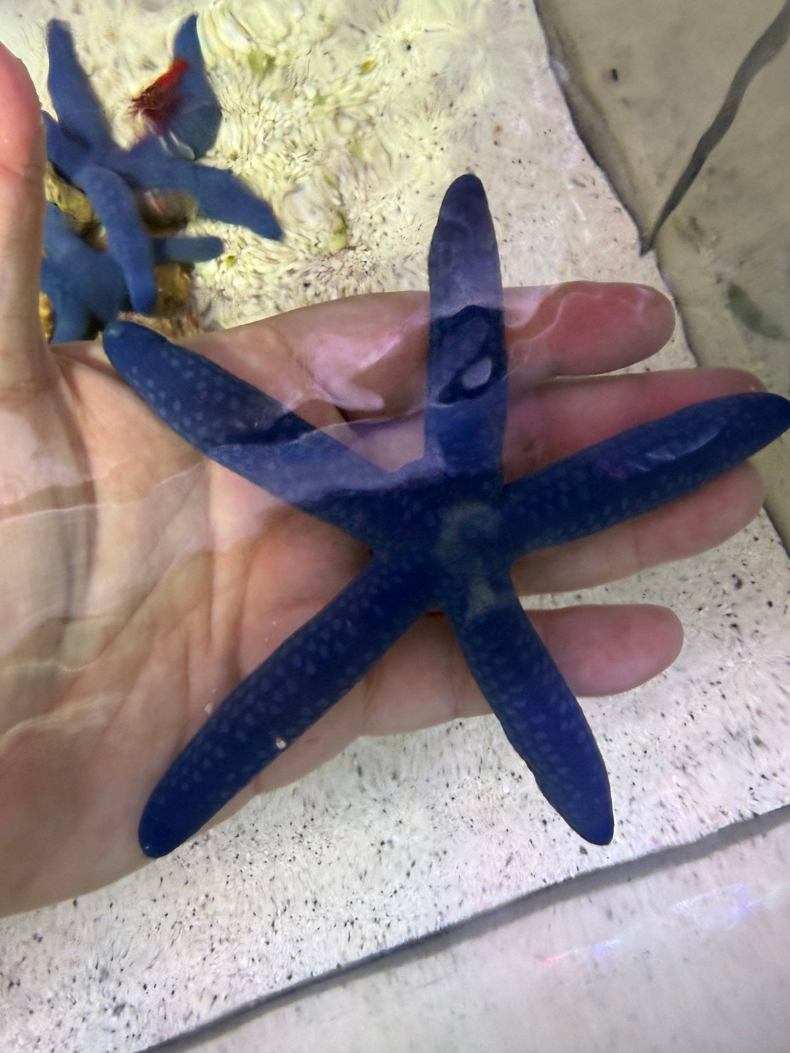 Blue Linckia Sea Star - Corals Depot