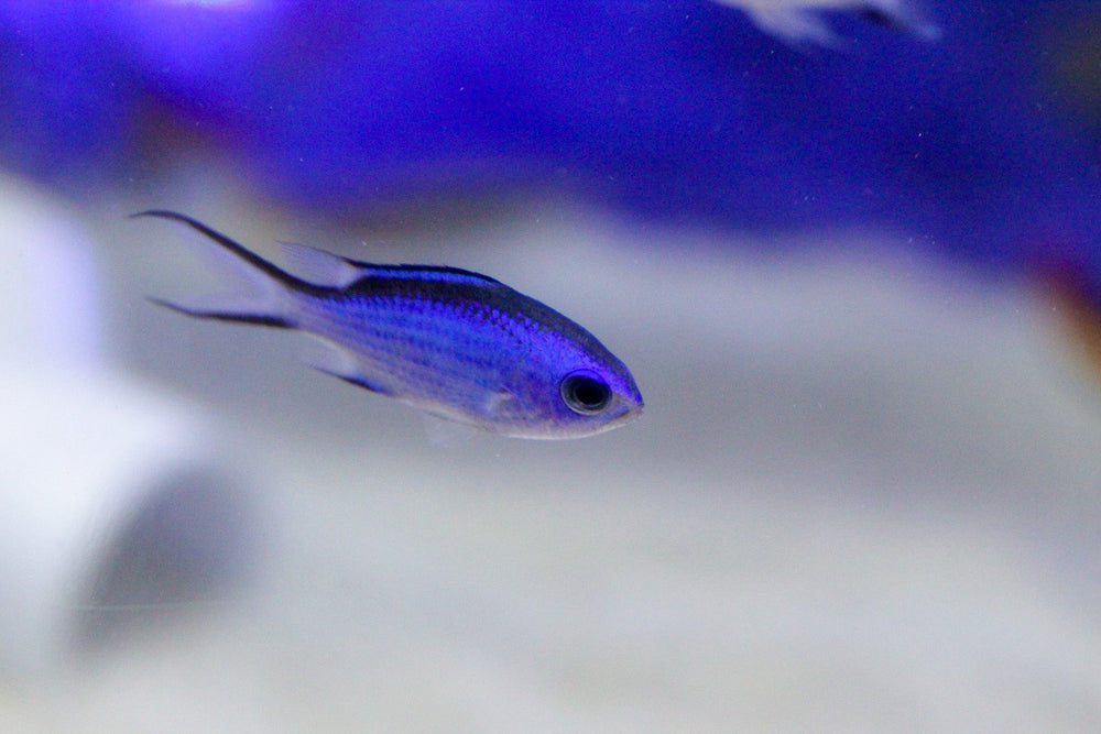 wholesale_coral - saltwater_fish saltwater_coral - rare corals - coralsdepot - Corals_Depot - live_corals - eye - catching - coral quality_marine_fish - quality - marine discoun