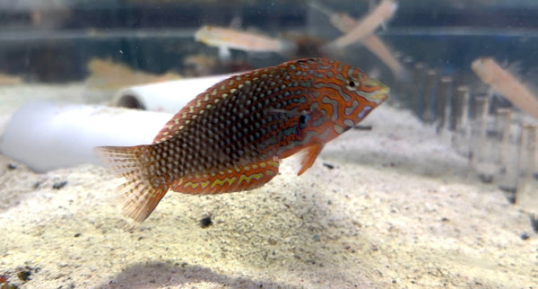 wholesale_coral - saltwater_fish saltwater_coral - rare corals - coralsdepot - Corals_Depot - live_corals - eye - catching - coral quality_marine_fish - quality - marine discoun