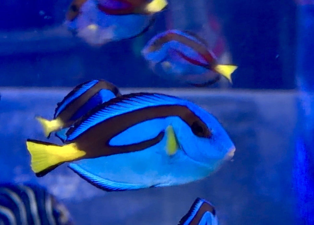 wholesale_coral - saltwater_fish saltwater_coral - rare corals - coralsdepot - Corals_Depot - live_corals - eye - catching - coral quality_marine_fish - quality - marine discoun