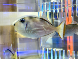 wholesale_coral - saltwater_fish saltwater_coral - rare corals - coralsdepot - Corals_Depot - live_corals - eye - catching - coral quality_marine_fish - quality - marine discoun