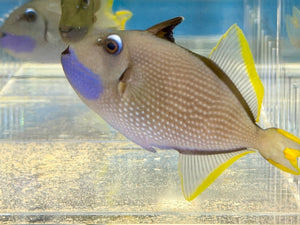 wholesale_coral - saltwater_fish saltwater_coral - rare corals - coralsdepot - Corals_Depot - live_corals - eye - catching - coral quality_marine_fish - quality - marine discoun