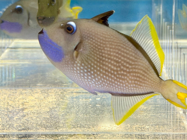 wholesale_coral - saltwater_fish saltwater_coral - rare corals - coralsdepot - Corals_Depot - live_corals - eye - catching - coral quality_marine_fish - quality - marine discoun