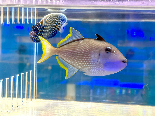 wholesale_coral - saltwater_fish saltwater_coral - rare corals - coralsdepot - Corals_Depot - live_corals - eye - catching - coral quality_marine_fish - quality - marine discoun