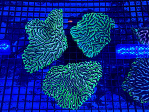 wholesale_coral - saltwater_fish saltwater_coral - rare corals - coralsdepot - Corals_Depot - live_corals - eye - catching - coral quality_marine_fish - quality - marine discoun