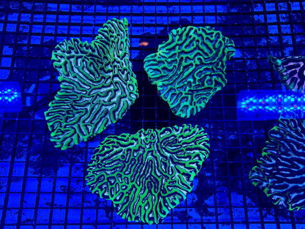 wholesale_coral - saltwater_fish saltwater_coral - rare corals - coralsdepot - Corals_Depot - live_corals - eye - catching - coral quality_marine_fish - quality - marine discoun