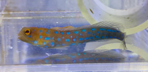 wholesale_coral - saltwater_fish saltwater_coral - rare corals - coralsdepot - Corals_Depot - live_corals - eye - catching - coral quality_marine_fish - quality - marine discoun