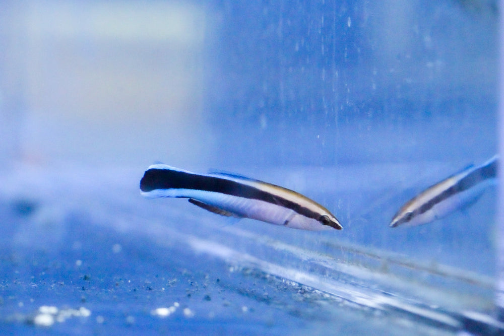 wholesale_coral - saltwater_fish saltwater_coral - rare corals - coralsdepot - Corals_Depot - live_corals - eye - catching - coral quality_marine_fish - quality - marine discoun