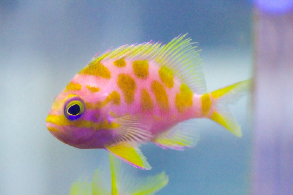 wholesale_coral - saltwater_fish saltwater_coral - rare corals - coralsdepot - Corals_Depot - live_corals - eye - catching - coral quality_marine_fish - quality - marine discoun