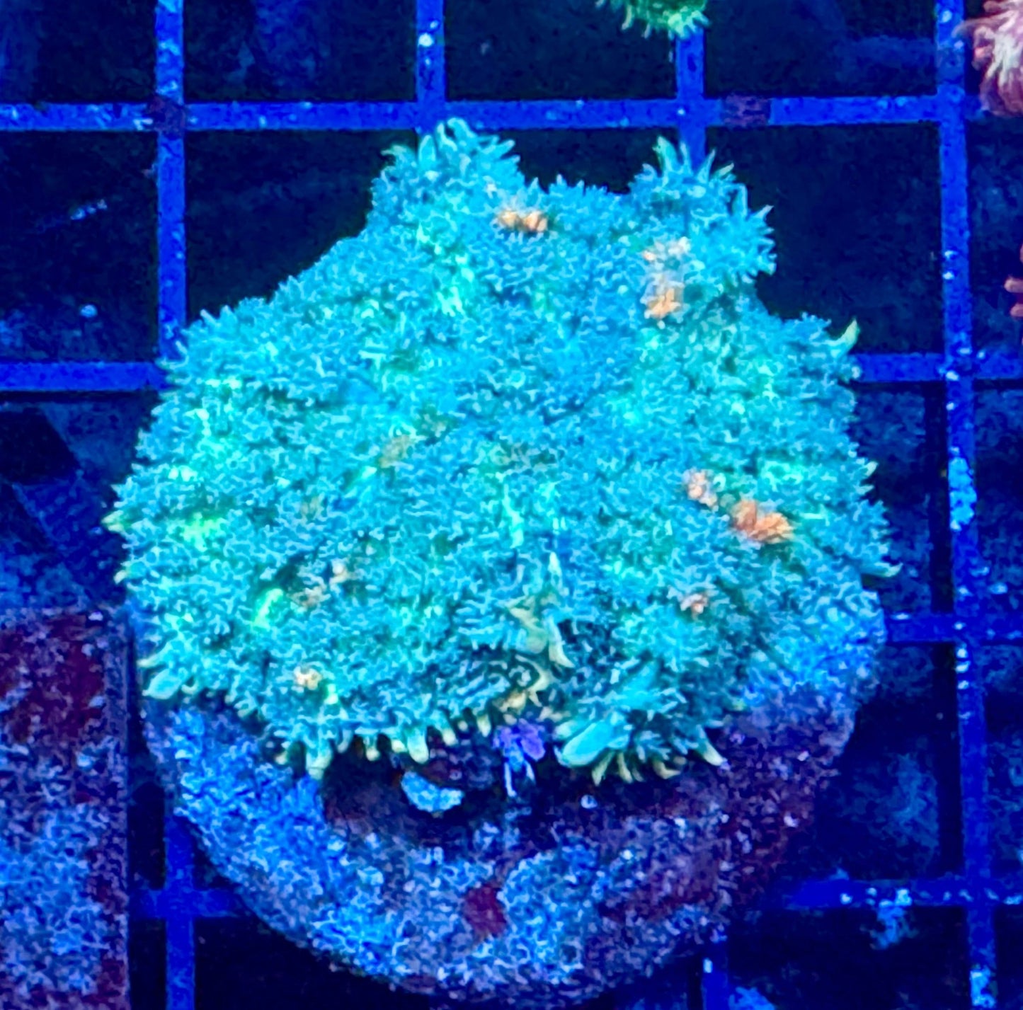 #wholesale_coral# - #saltwater_fish# #saltwater_coral# - #rare corals# - #coralsdepot# - #Corals_Depot# - #live_corals# - #eye - catching - coral# #quality_marine_fish# - #quality - marine# #discoun