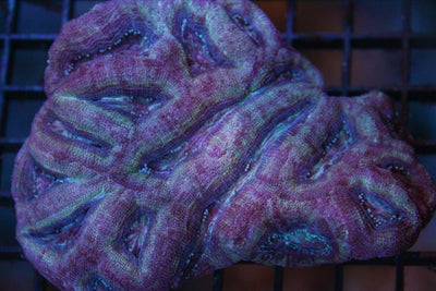 wholesale_coral - saltwater_fish saltwater_coral - rare corals - coralsdepot - Corals_Depot - live_corals - eye - catching - coral quality_marine_fish - quality - marine discoun