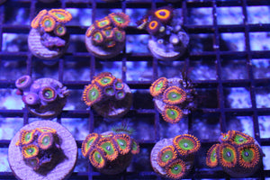 wholesale_coral - saltwater_fish saltwater_coral - rare corals - coralsdepot - Corals_Depot - live_corals - eye - catching - coral quality_marine_fish - quality - marine discoun