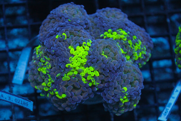 wholesale_coral - saltwater_fish saltwater_coral - rare corals - coralsdepot - Corals_Depot - live_corals - eye - catching - coral quality_marine_fish - quality - marine discoun