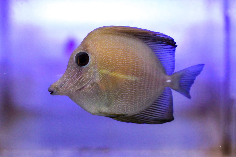 wholesale_coral - saltwater_fish saltwater_coral - rare corals - coralsdepot - Corals_Depot - live_corals - eye - catching - coral quality_marine_fish - quality - marine discoun