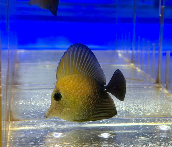 wholesale_coral - saltwater_fish saltwater_coral - rare corals - coralsdepot - Corals_Depot - live_corals - eye - catching - coral quality_marine_fish - quality - marine discoun