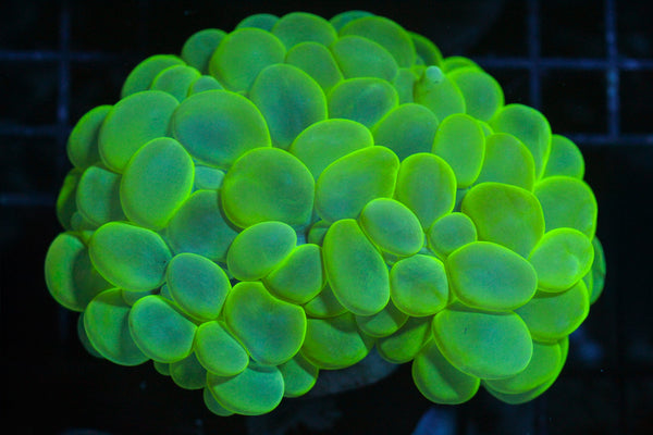 wholesale_coral - saltwater_fish saltwater_coral - rare corals - coralsdepot - Corals_Depot - live_corals - eye - catching - coral quality_marine_fish - quality - marine discoun