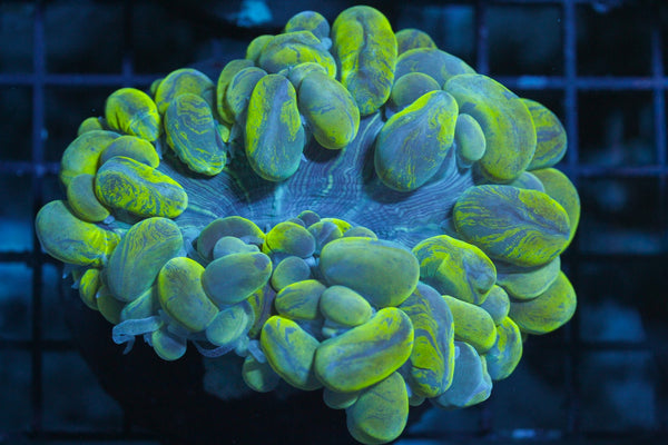 wholesale_coral - saltwater_fish saltwater_coral - rare corals - coralsdepot - Corals_Depot - live_corals - eye - catching - coral quality_marine_fish - quality - marine discoun