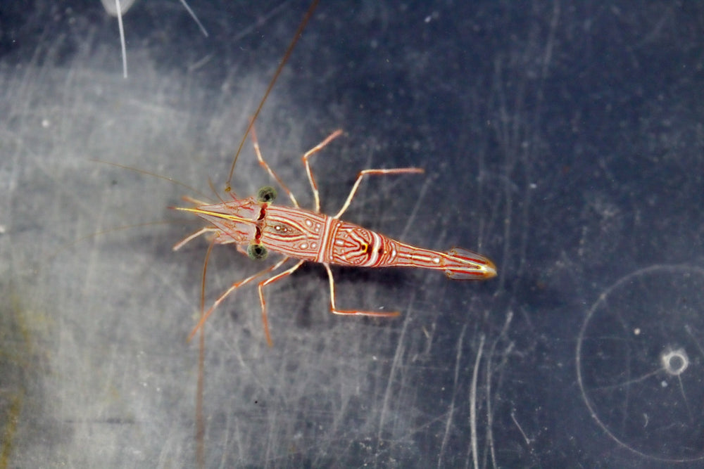 wholesale_coral - saltwater_fish saltwater_coral - rare corals - coralsdepot - Corals_Depot - live_corals - eye - catching - coral quality_marine_fish - quality - marine discoun