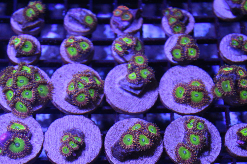 Feeding Zoanthids