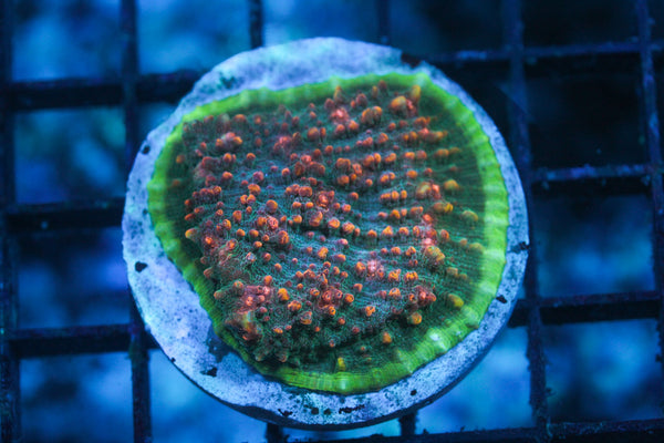 wholesale_coral - saltwater_fish saltwater_coral - rare corals - coralsdepot - Corals_Depot - live_corals - eye - catching - coral quality_marine_fish - quality - marine discoun
