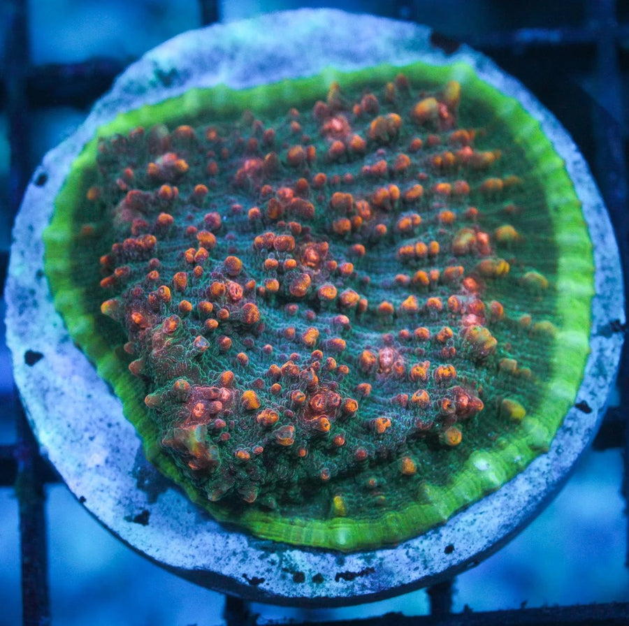 Chalice Coral coral
