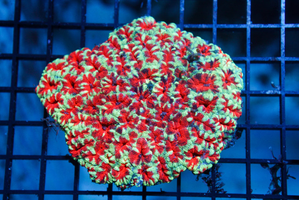 wholesale_coral - saltwater_fish saltwater_coral - rare corals - coralsdepot - Corals_Depot - live_corals - eye - catching - coral quality_marine_fish - quality - marine discoun