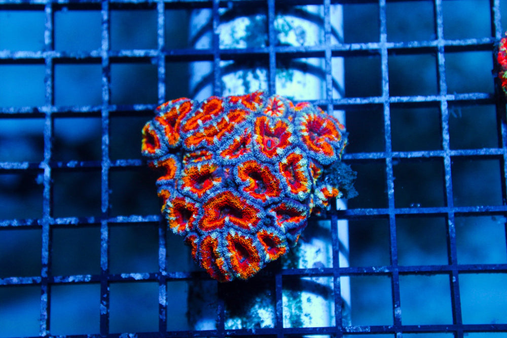 wholesale_coral - saltwater_fish saltwater_coral - rare corals - coralsdepot - Corals_Depot - live_corals - eye - catching - coral quality_marine_fish - quality - marine discoun