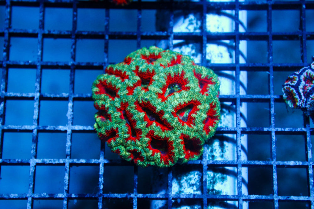wholesale_coral - saltwater_fish saltwater_coral - rare corals - coralsdepot - Corals_Depot - live_corals - eye - catching - coral quality_marine_fish - quality - marine discoun