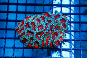 wholesale_coral - saltwater_fish saltwater_coral - rare corals - coralsdepot - Corals_Depot - live_corals - eye - catching - coral quality_marine_fish - quality - marine discoun