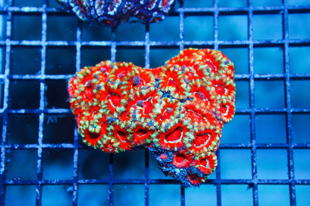 wholesale_coral - saltwater_fish saltwater_coral - rare corals - coralsdepot - Corals_Depot - live_corals - eye - catching - coral quality_marine_fish - quality - marine discoun