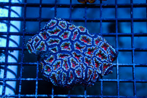 wholesale_coral - saltwater_fish saltwater_coral - rare corals - coralsdepot - Corals_Depot - live_corals - eye - catching - coral quality_marine_fish - quality - marine discoun