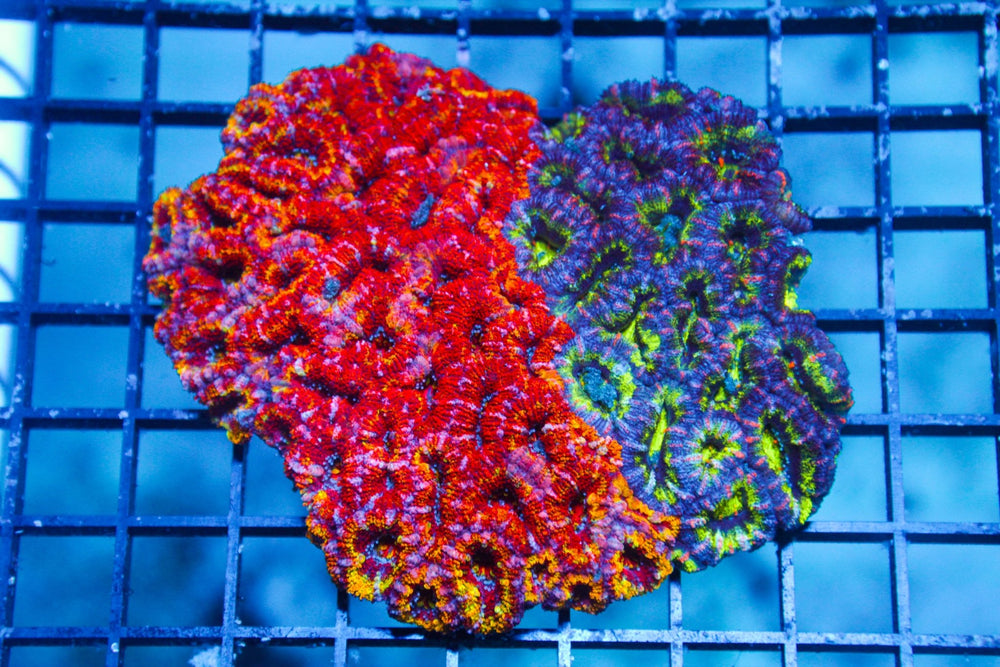 wholesale_coral - saltwater_fish saltwater_coral - rare corals - coralsdepot - Corals_Depot - live_corals - eye - catching - coral quality_marine_fish - quality - marine discoun