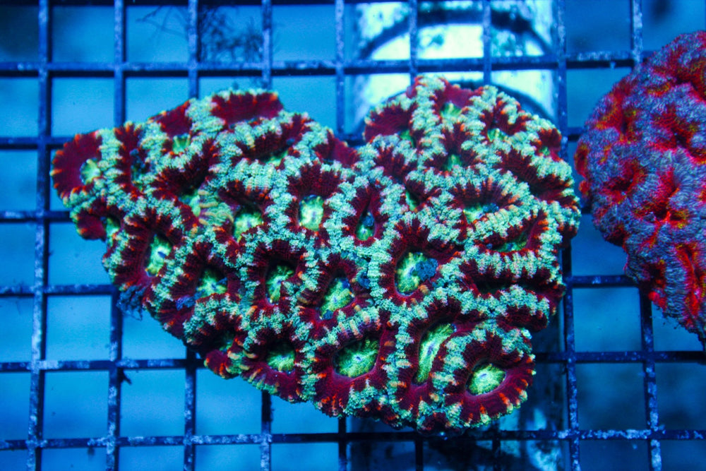 wholesale_coral - saltwater_fish saltwater_coral - rare corals - coralsdepot - Corals_Depot - live_corals - eye - catching - coral quality_marine_fish - quality - marine discoun
