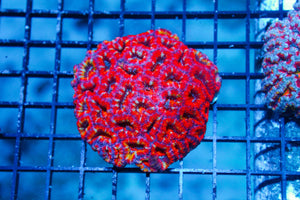 wholesale_coral - saltwater_fish saltwater_coral - rare corals - coralsdepot - Corals_Depot - live_corals - eye - catching - coral quality_marine_fish - quality - marine discoun