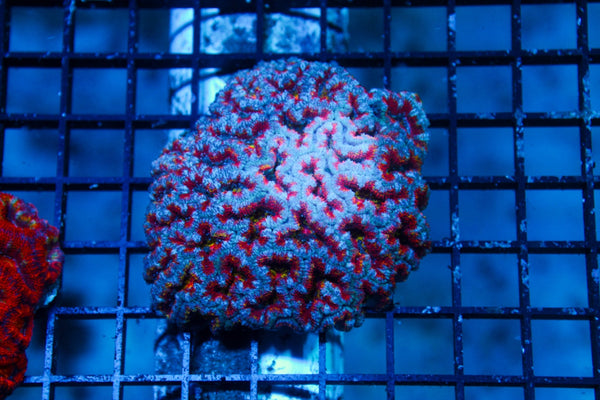 wholesale_coral - saltwater_fish saltwater_coral - rare corals - coralsdepot - Corals_Depot - live_corals - eye - catching - coral quality_marine_fish - quality - marine discoun