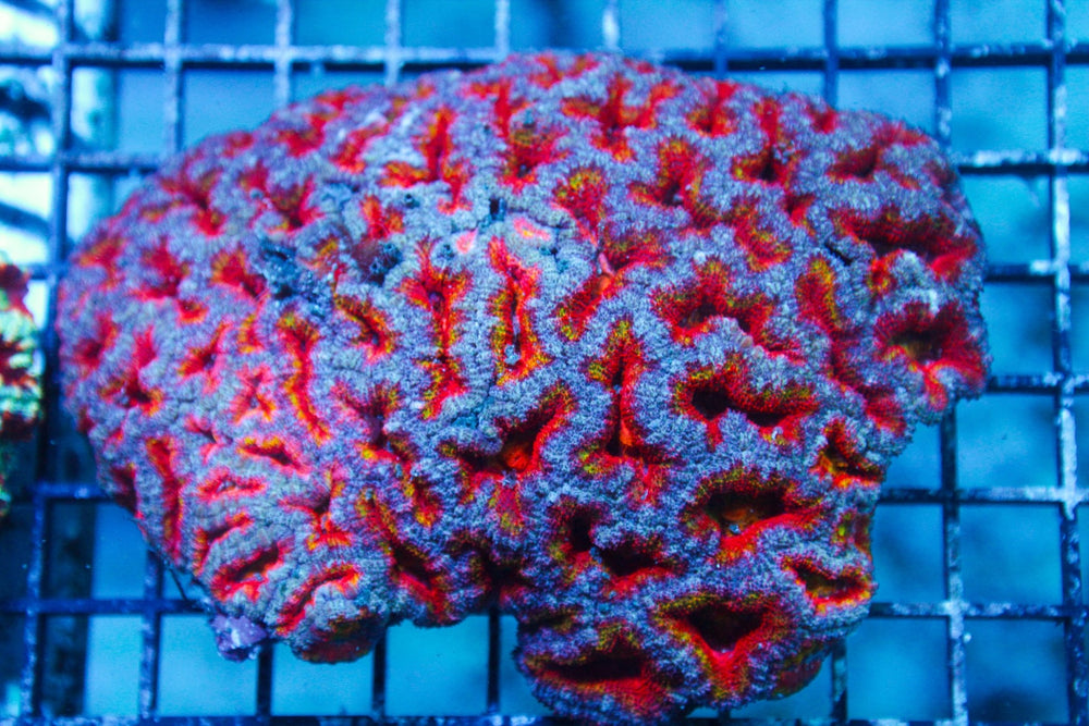 wholesale_coral - saltwater_fish saltwater_coral - rare corals - coralsdepot - Corals_Depot - live_corals - eye - catching - coral quality_marine_fish - quality - marine discoun