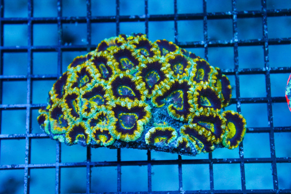 wholesale_coral - saltwater_fish saltwater_coral - rare corals - coralsdepot - Corals_Depot - live_corals - eye - catching - coral quality_marine_fish - quality - marine discoun