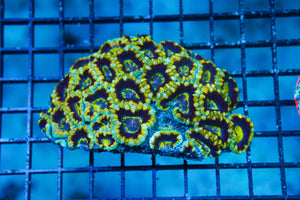 wholesale_coral - saltwater_fish saltwater_coral - rare corals - coralsdepot - Corals_Depot - live_corals - eye - catching - coral quality_marine_fish - quality - marine discoun