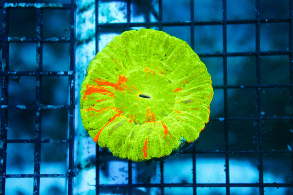 wholesale_coral - saltwater_fish saltwater_coral - rare corals - coralsdepot - Corals_Depot - live_corals - eye - catching - coral quality_marine_fish - quality - marine discoun