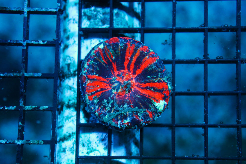 wholesale_coral - saltwater_fish saltwater_coral - rare corals - coralsdepot - Corals_Depot - live_corals - eye - catching - coral quality_marine_fish - quality - marine discoun