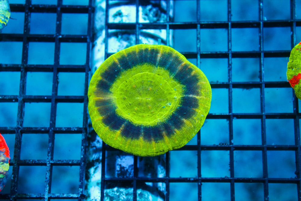 wholesale_coral - saltwater_fish saltwater_coral - rare corals - coralsdepot - Corals_Depot - live_corals - eye - catching - coral quality_marine_fish - quality - marine discoun