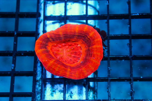 wholesale_coral - saltwater_fish saltwater_coral - rare corals - coralsdepot - Corals_Depot - live_corals - eye - catching - coral quality_marine_fish - quality - marine discoun