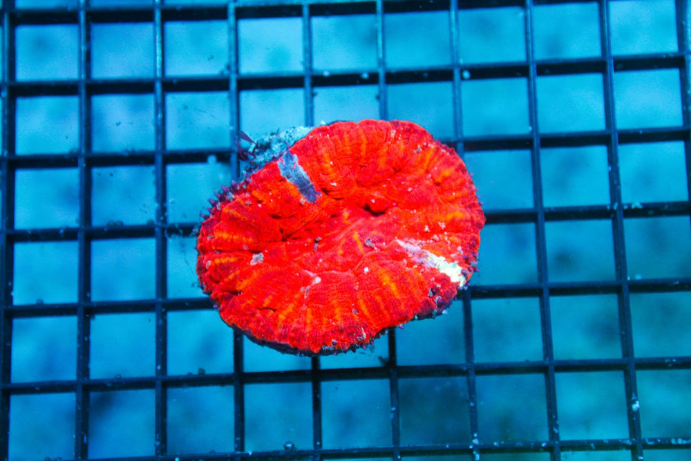 wholesale_coral - saltwater_fish saltwater_coral - rare corals - coralsdepot - Corals_Depot - live_corals - eye - catching - coral quality_marine_fish - quality - marine discoun