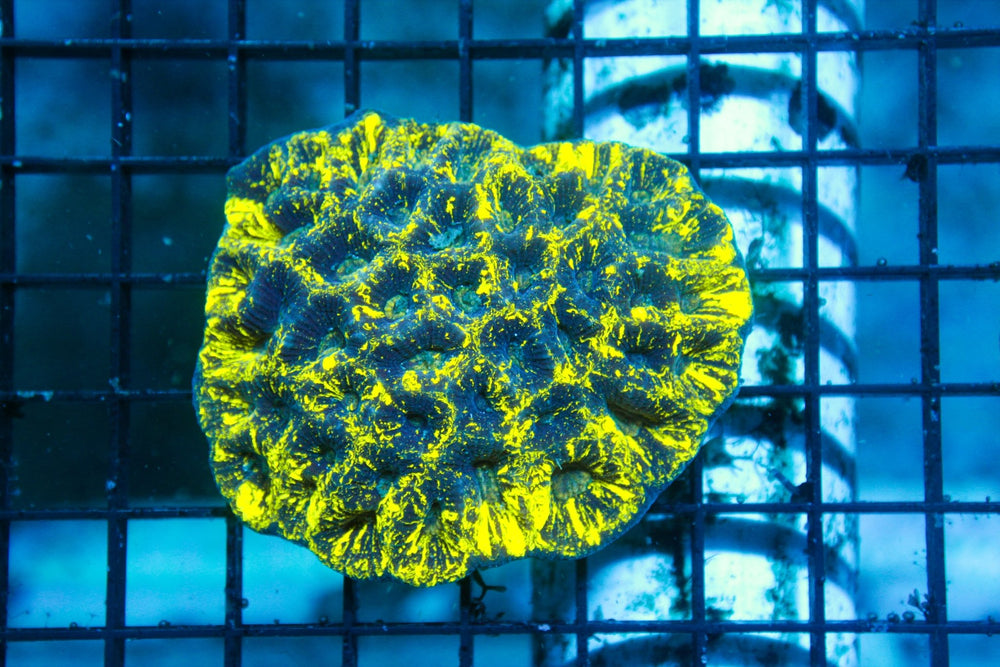 wholesale_coral - saltwater_fish saltwater_coral - rare corals - coralsdepot - Corals_Depot - live_corals - eye - catching - coral quality_marine_fish - quality - marine discoun