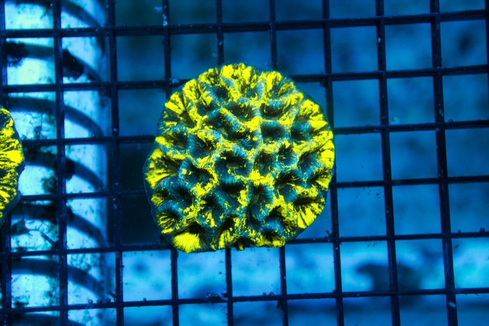 wholesale_coral - saltwater_fish saltwater_coral - rare corals - coralsdepot - Corals_Depot - live_corals - eye - catching - coral quality_marine_fish - quality - marine discoun