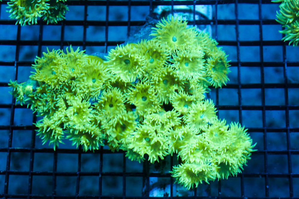 wholesale_coral - saltwater_fish saltwater_coral - rare corals - coralsdepot - Corals_Depot - live_corals - eye - catching - coral quality_marine_fish - quality - marine discoun