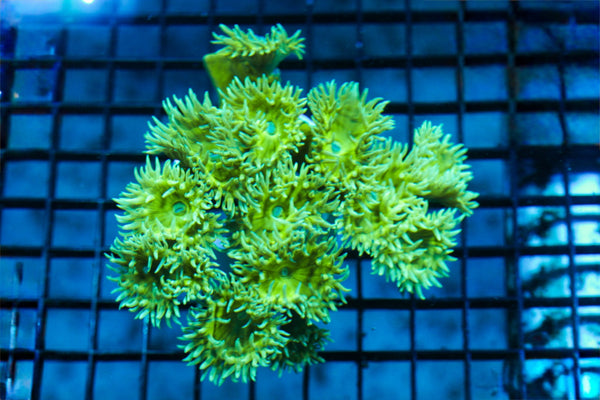 wholesale_coral - saltwater_fish saltwater_coral - rare corals - coralsdepot - Corals_Depot - live_corals - eye - catching - coral quality_marine_fish - quality - marine discoun