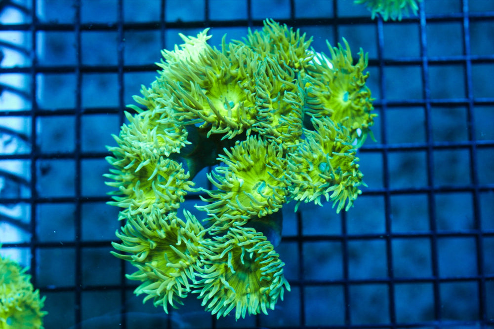 wholesale_coral - saltwater_fish saltwater_coral - rare corals - coralsdepot - Corals_Depot - live_corals - eye - catching - coral quality_marine_fish - quality - marine discoun